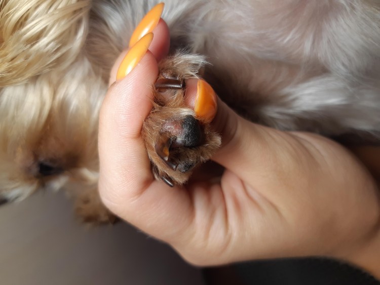 Лапы йоркширского терьера