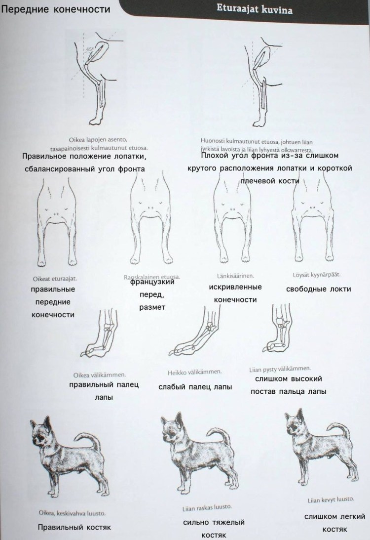 Чихуахуа вид сбоку стандарты
