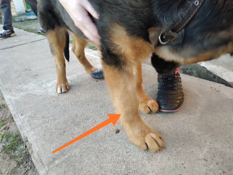 Йоркширский терьер стандарт описание