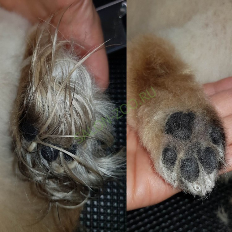 Выстригание шерсти между подушечками лап