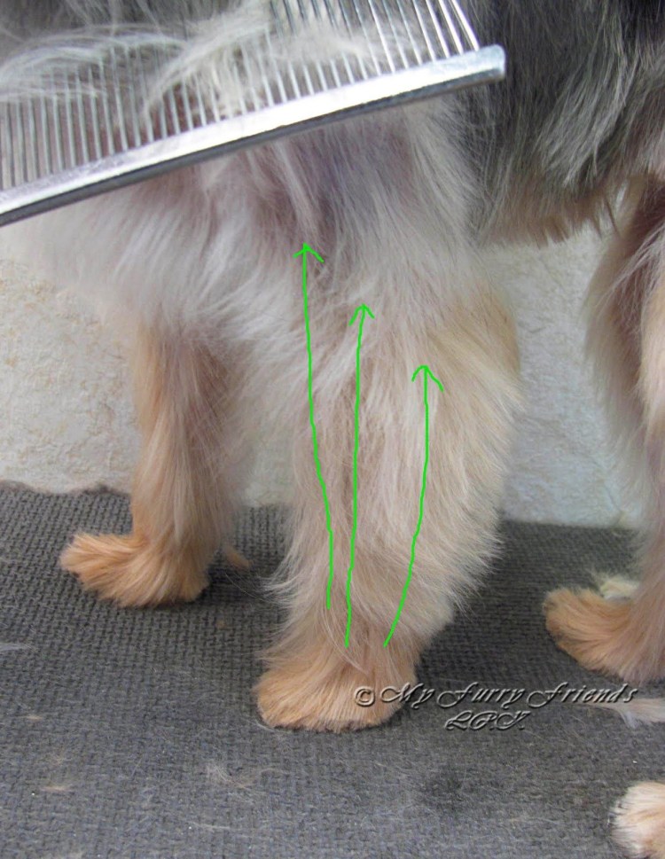 Лапа собаки