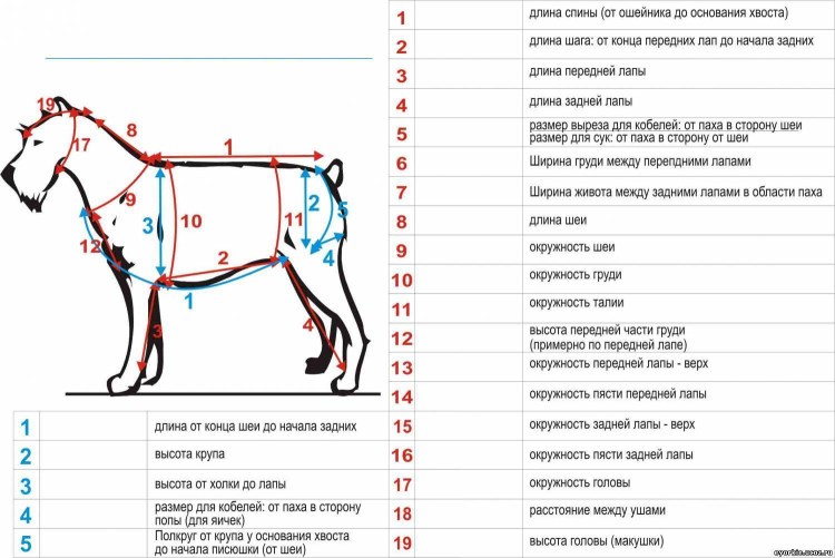 Мопс стандарт породы