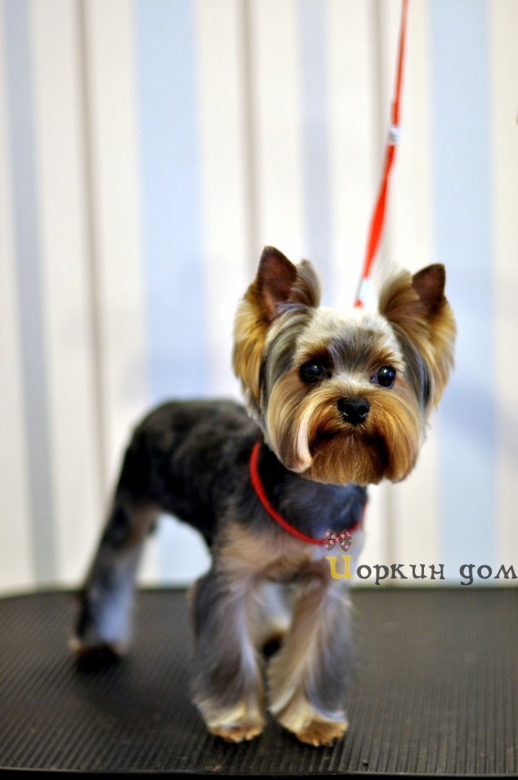 Толстый Йоркширский терьер