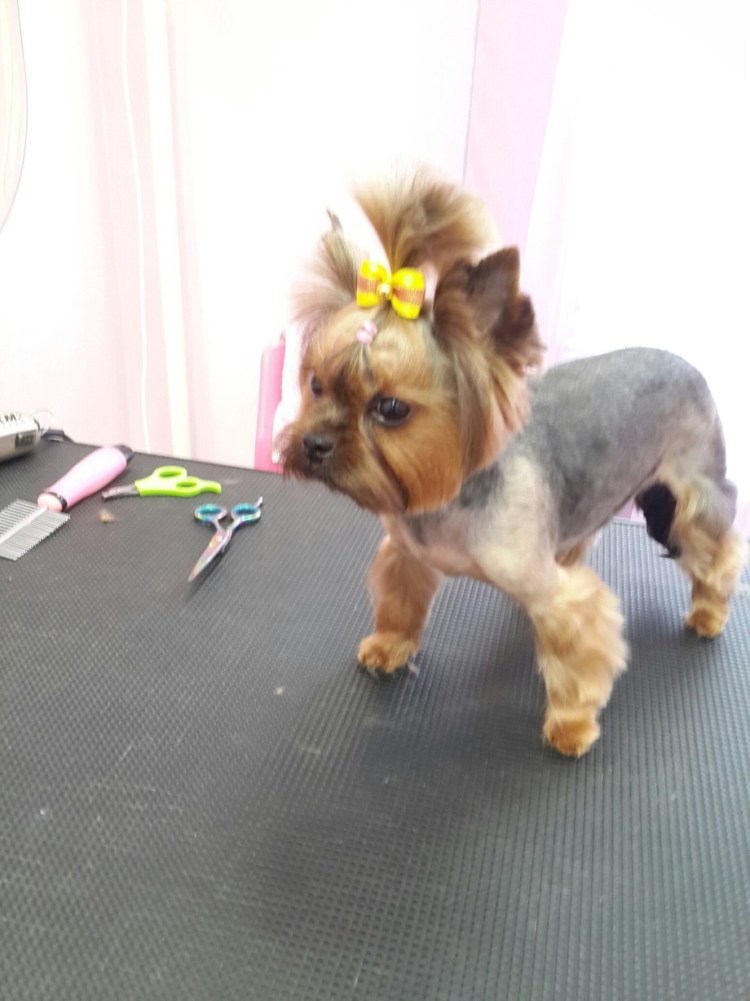 Лапы американского кокер спаниеля