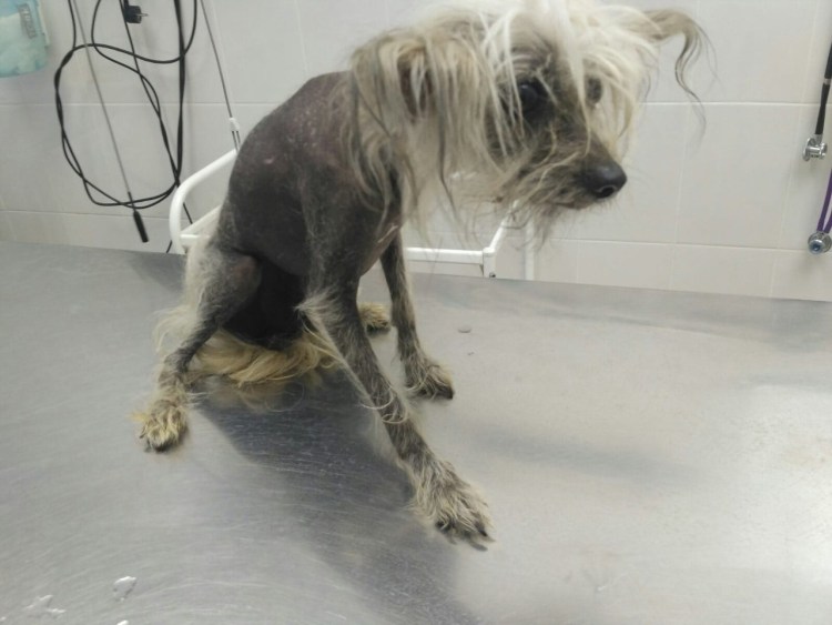 Протез для собаки на переднюю лапу