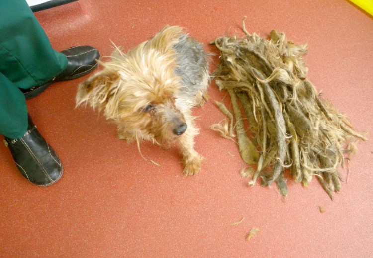 Выбравание узора на собаке