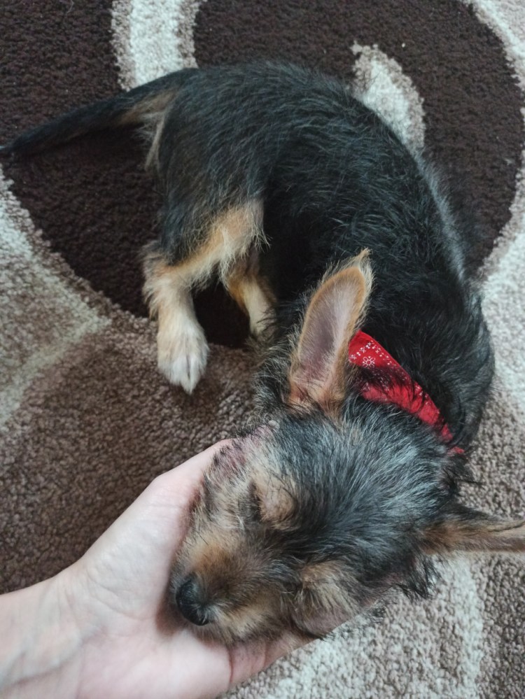 Йекштерьерский терьер