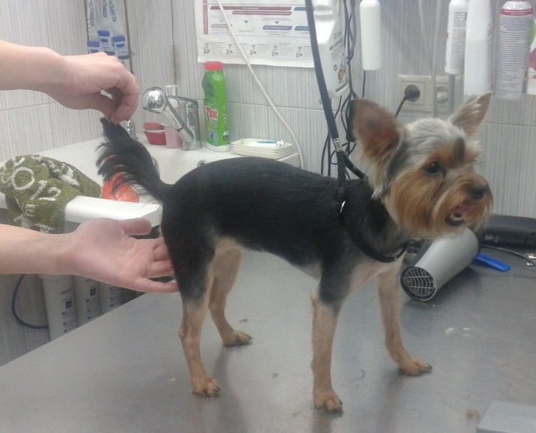 Стрижки Йорка купирован хвост