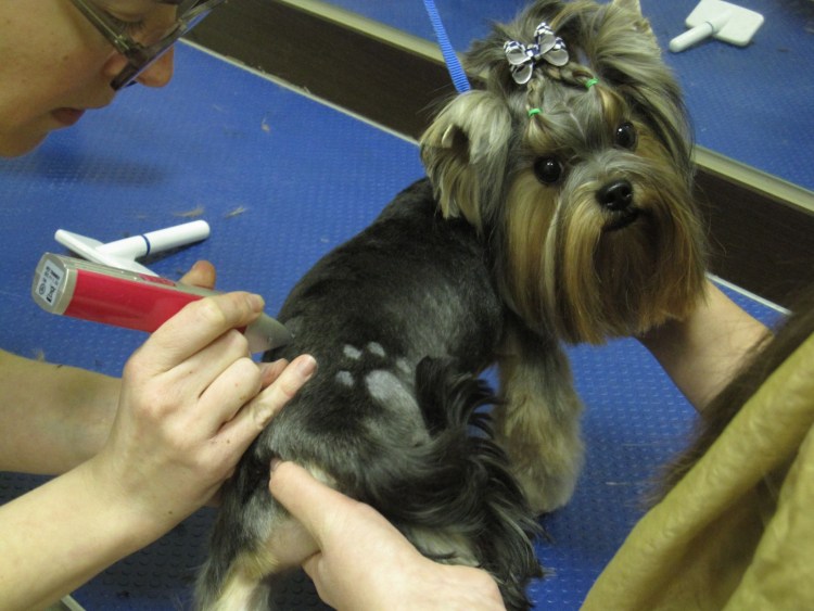 Стрижка мини Йорка