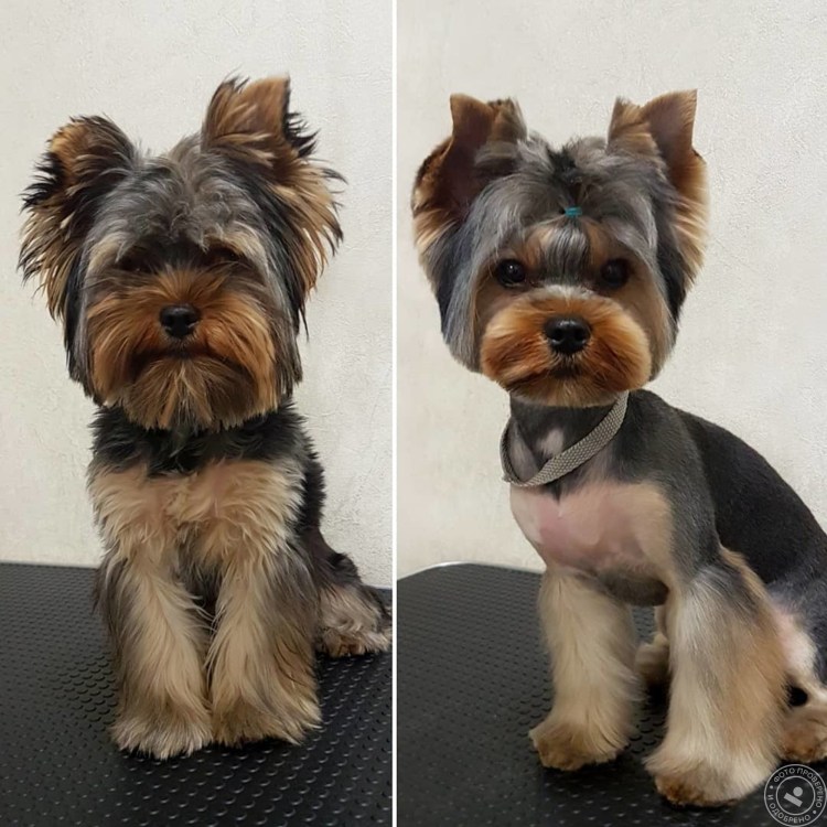 Задние лапки йоркширского терьера