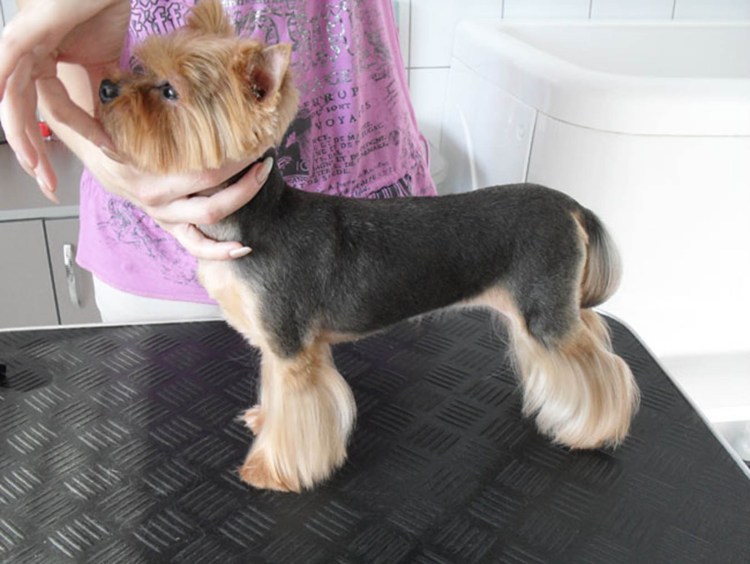 Рисование лап собак