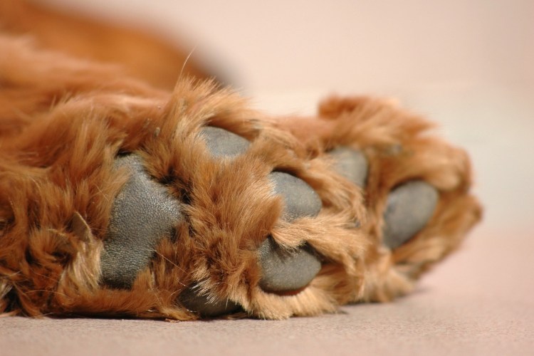 Шишка на передней лапе у собаки