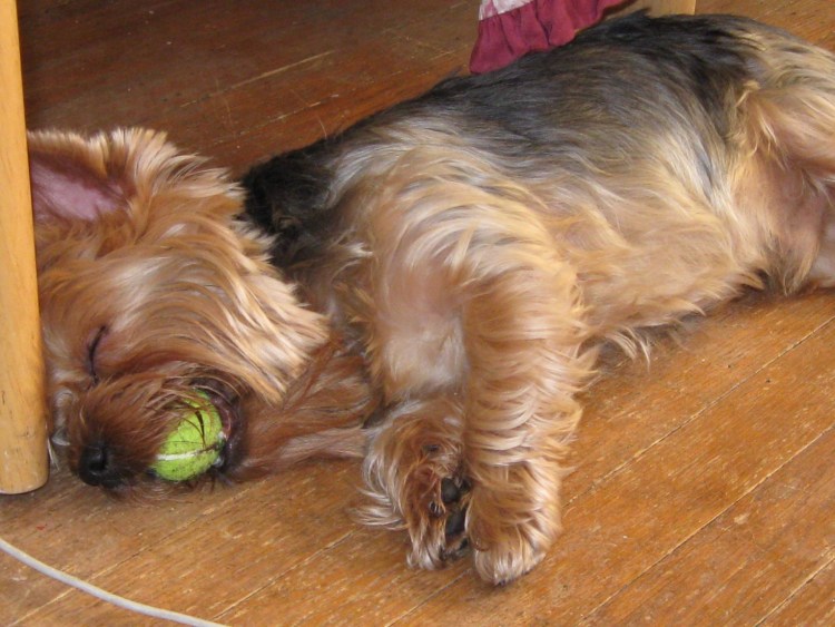 Воспаление подушечек лап