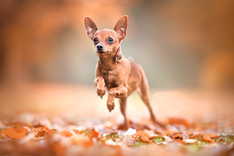 Карликовый пинчер