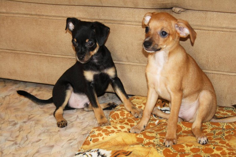 Метис карликового пинчера