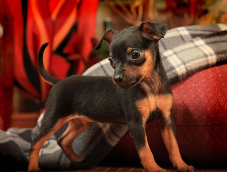 Карликовый пинчер щенки