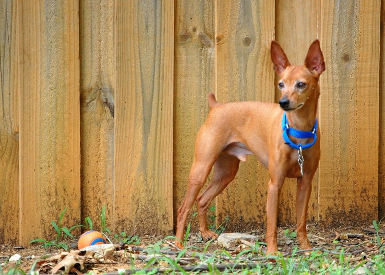 Пинчер терьер рыжий