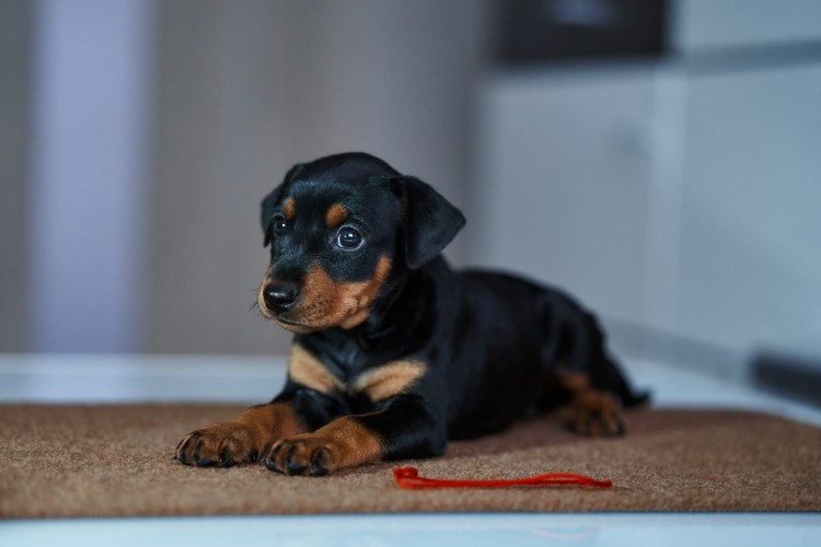 Собачка немецкий пинчер