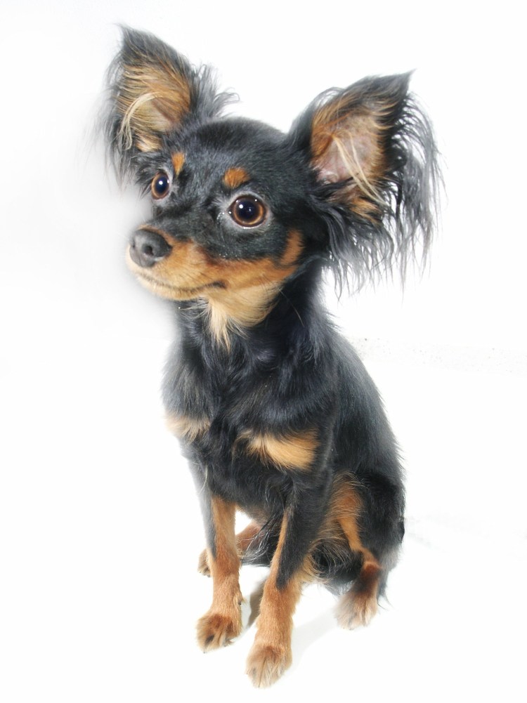 Тойтерьеры длинношерстные