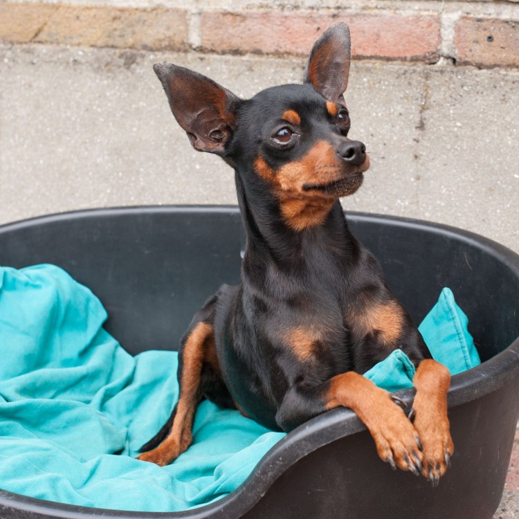 Пинчер терьер карликовый