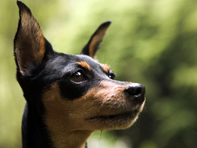 Терьер пинчер собака