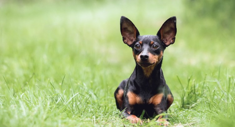 Карликовый терьер