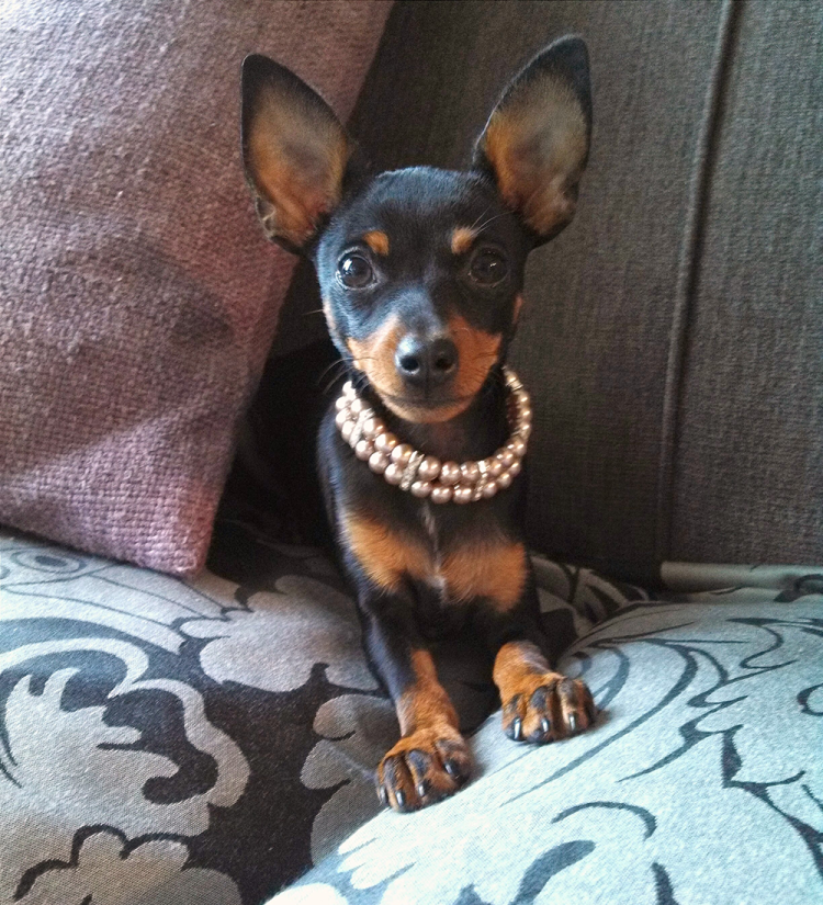 Королевский карликовый пинчер