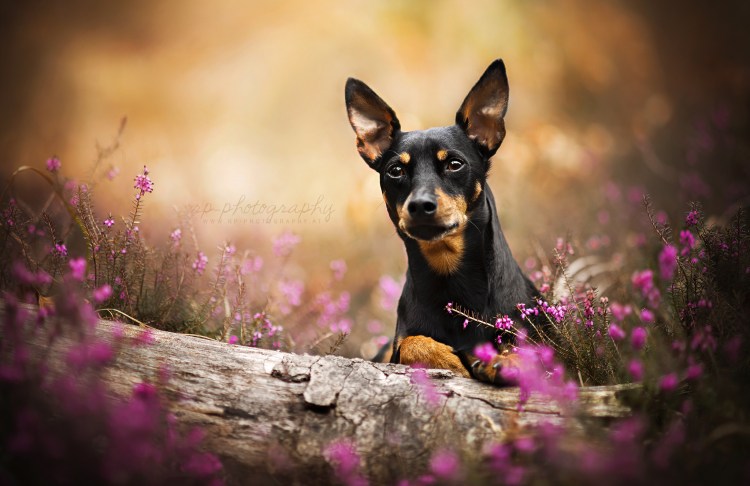 Пинчер карликовый с цветком
