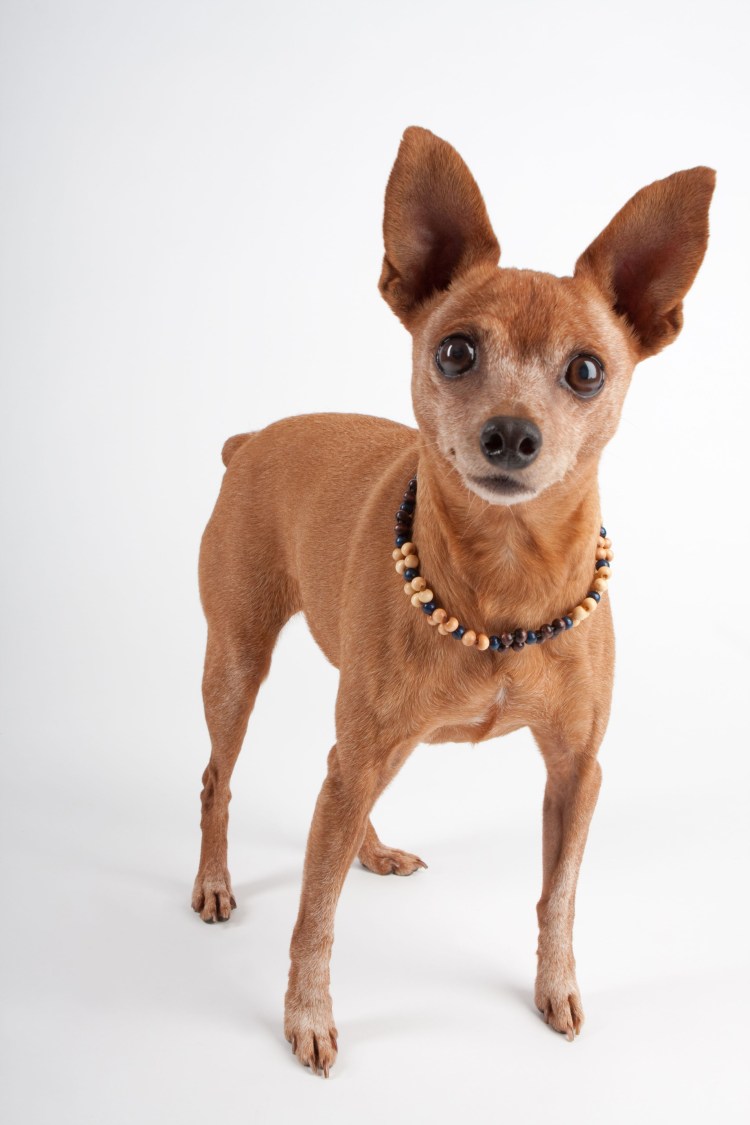 Карликовый пинчер песочный