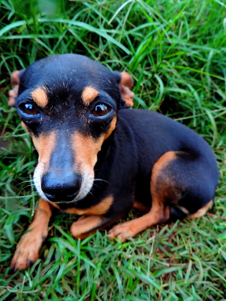 Метис Манчестерский терьер