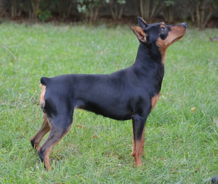 Пинчер терьер карликовый