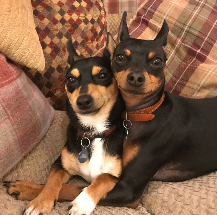 Пинчер терьер карликовый