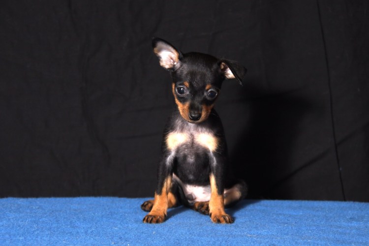 Пинчер карликовый длинношерстный