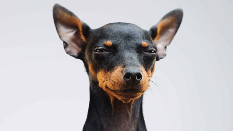 Карликовый пинчер белый