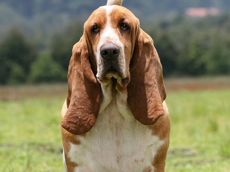 Метис Бассет хаунда