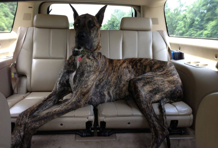 Ищейка бладхаунд (гончая)