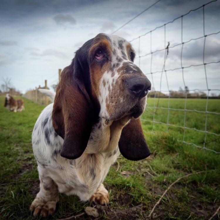 Бассет-хаунд на охоте