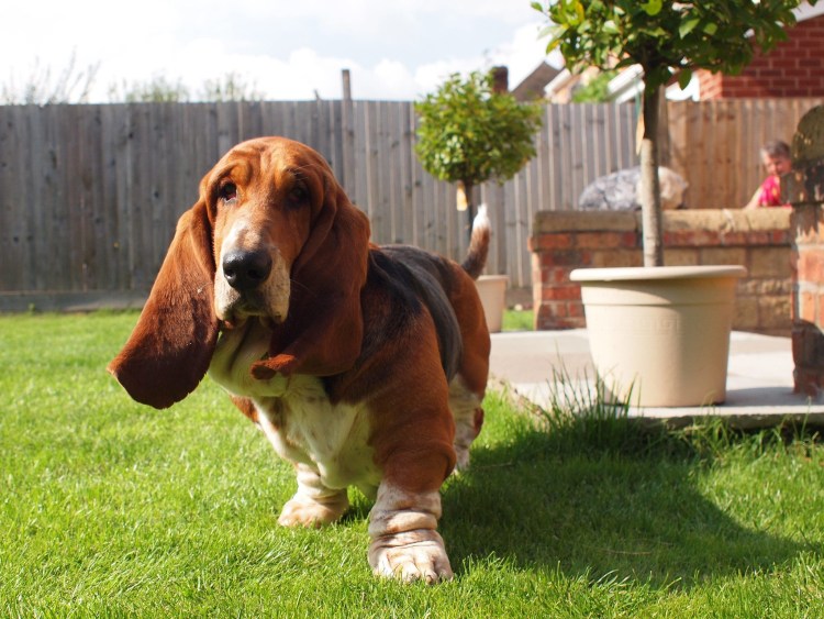 Хаунд собака гигантский