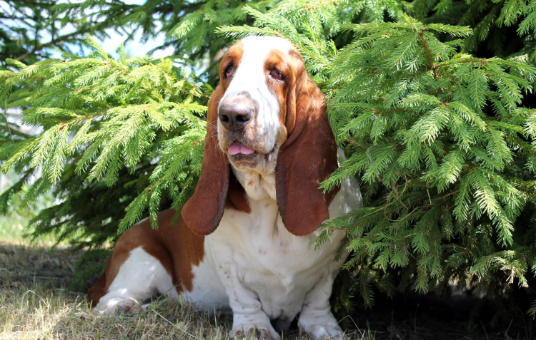 Хаунд собака Баскервилей