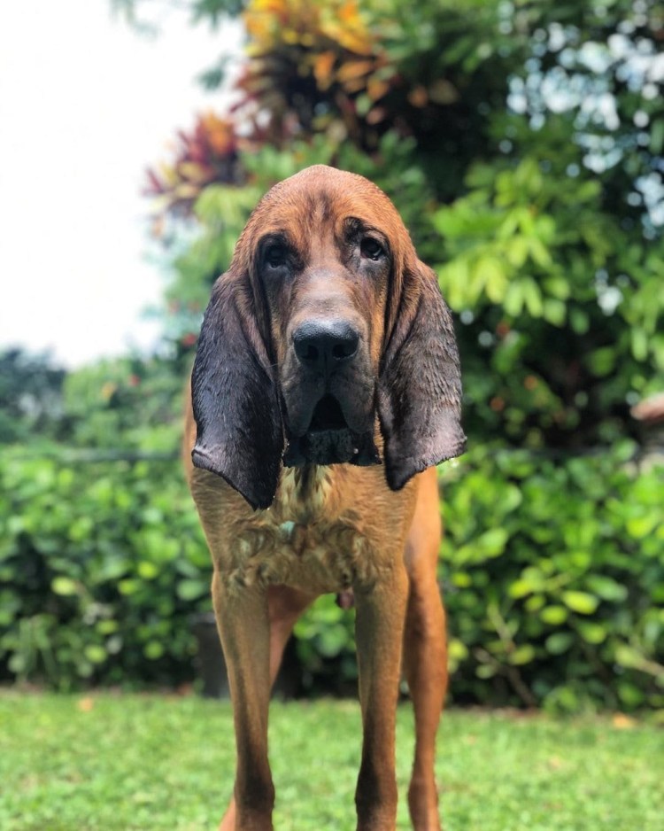 Хаунд гигантский