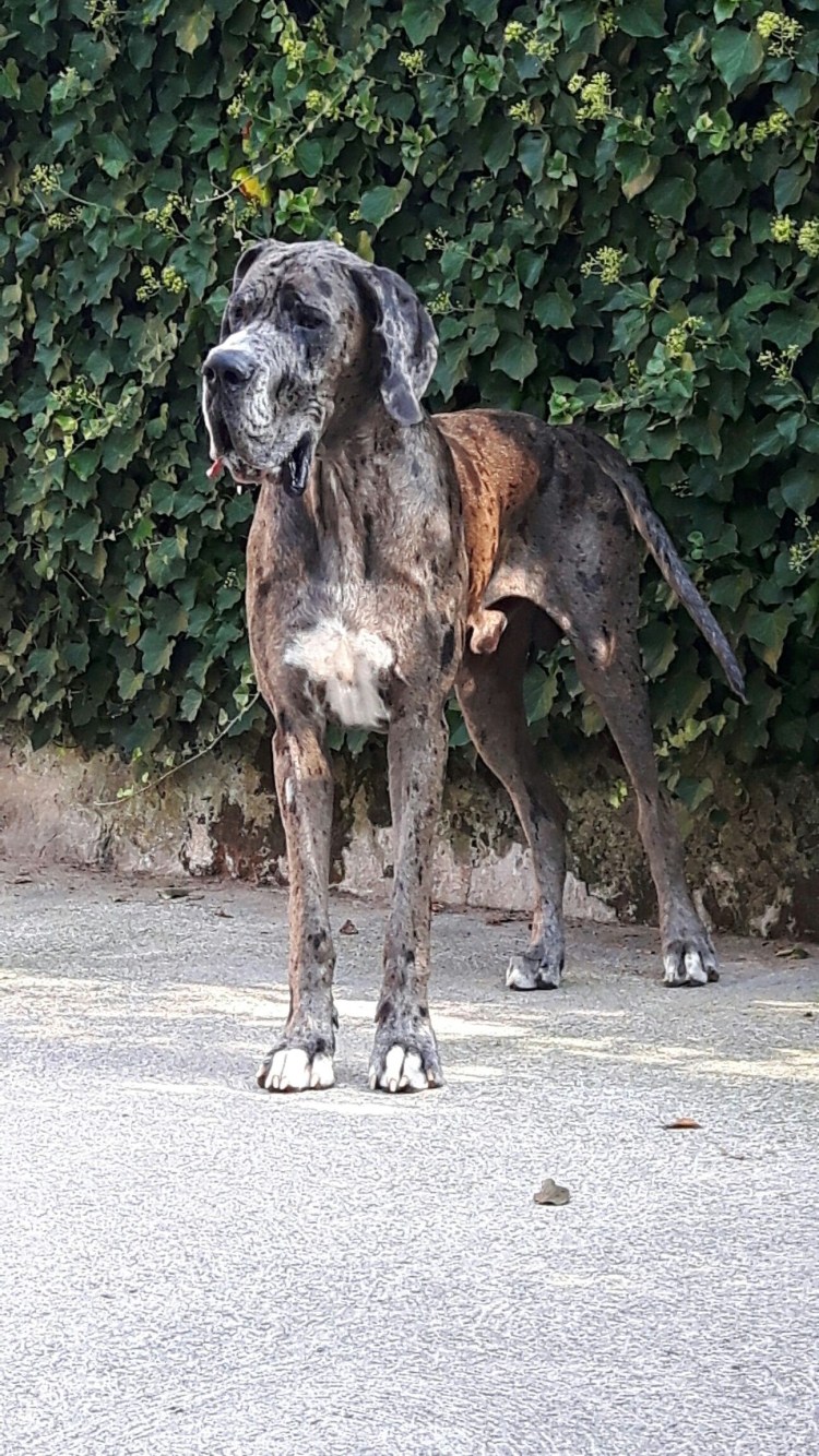 Кунхаунд Лу