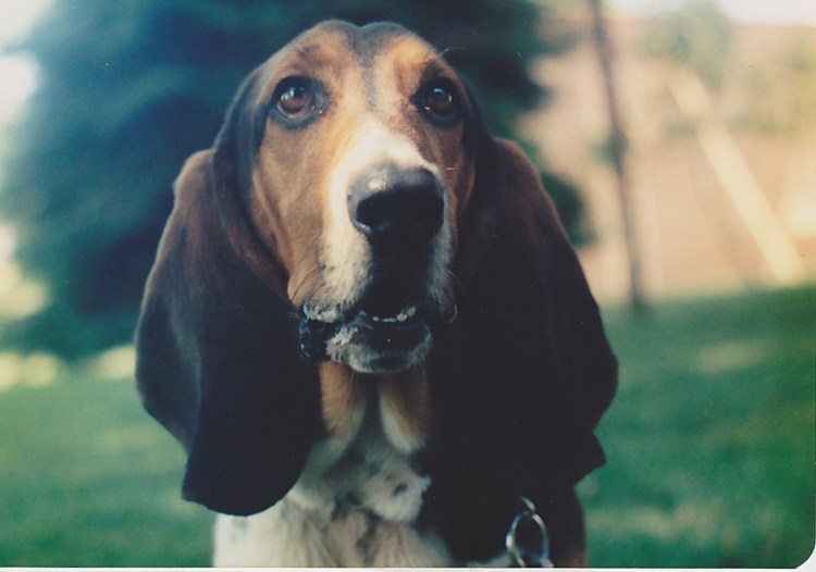 Ищейка бладхаунд (гончая)