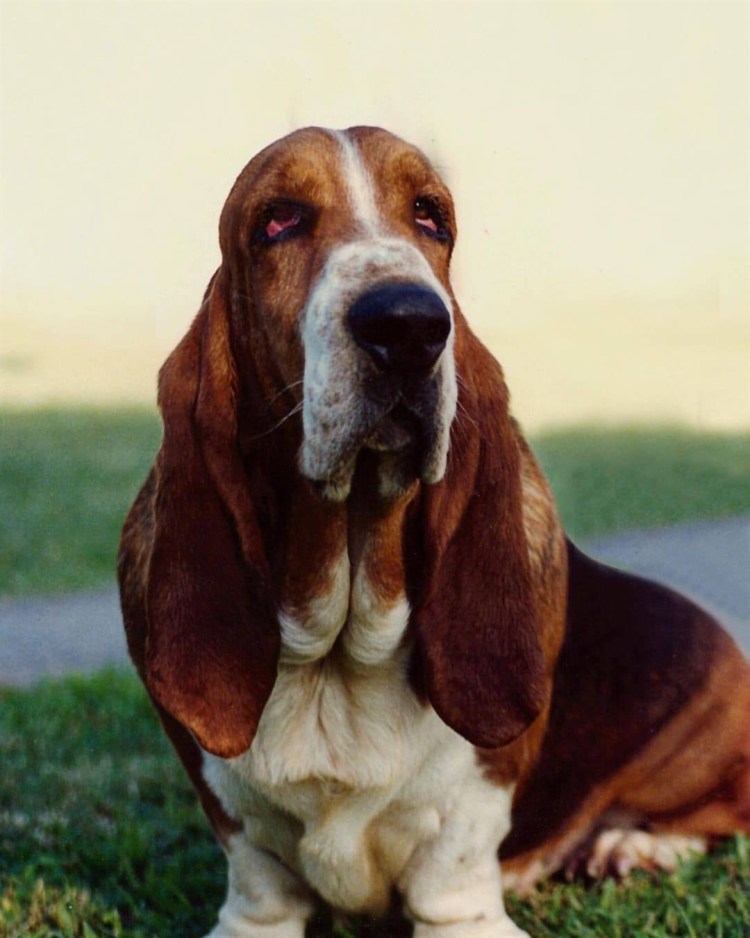 Немецкий дог Зевс