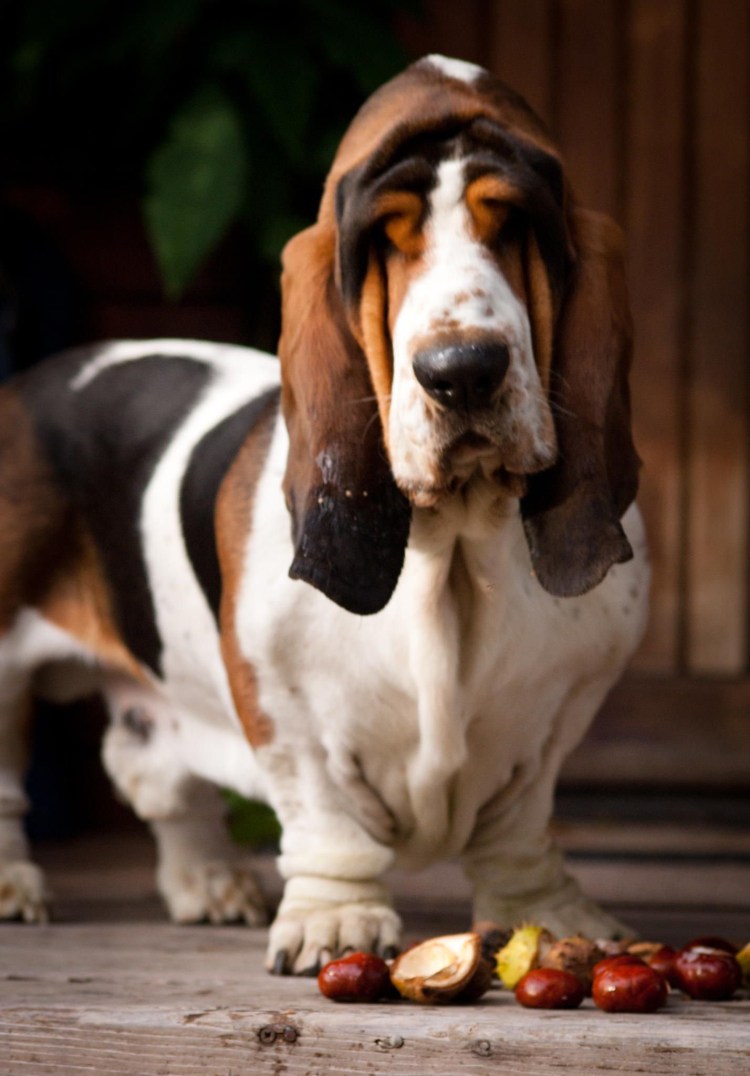 Хаунд собака гигантский