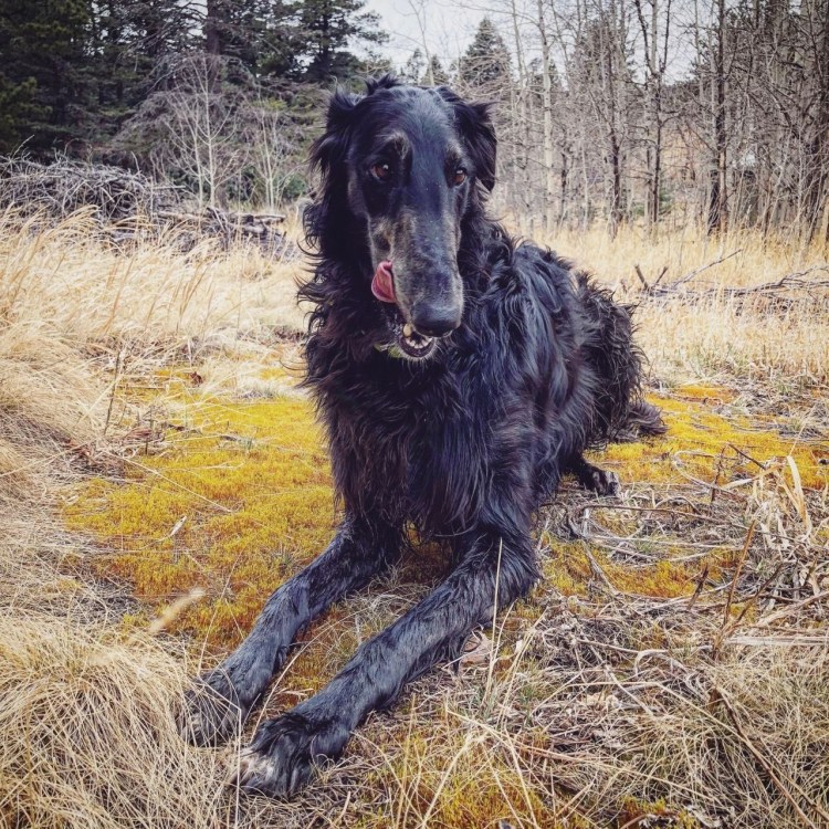 Хаунд гигантский Баскервилей