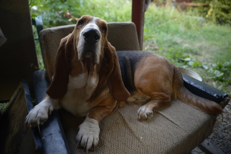 Порода собак бладхаунд