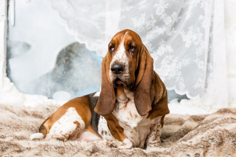 Хаунд гигантский Баскервилей