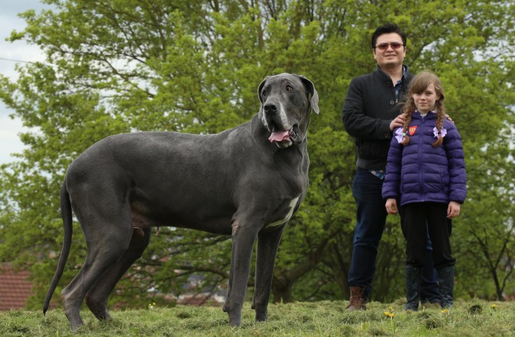 Гончая Баскервилей