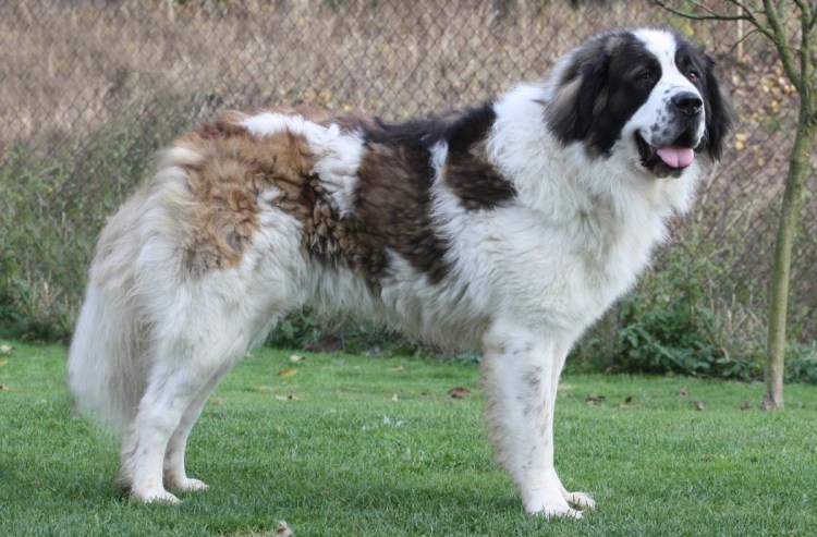 Московская сторожевая овчарка