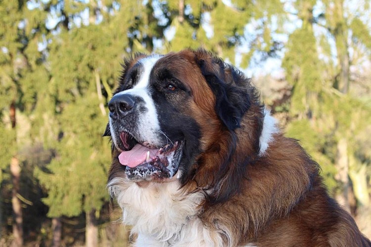 Московская сторожевая овчарка